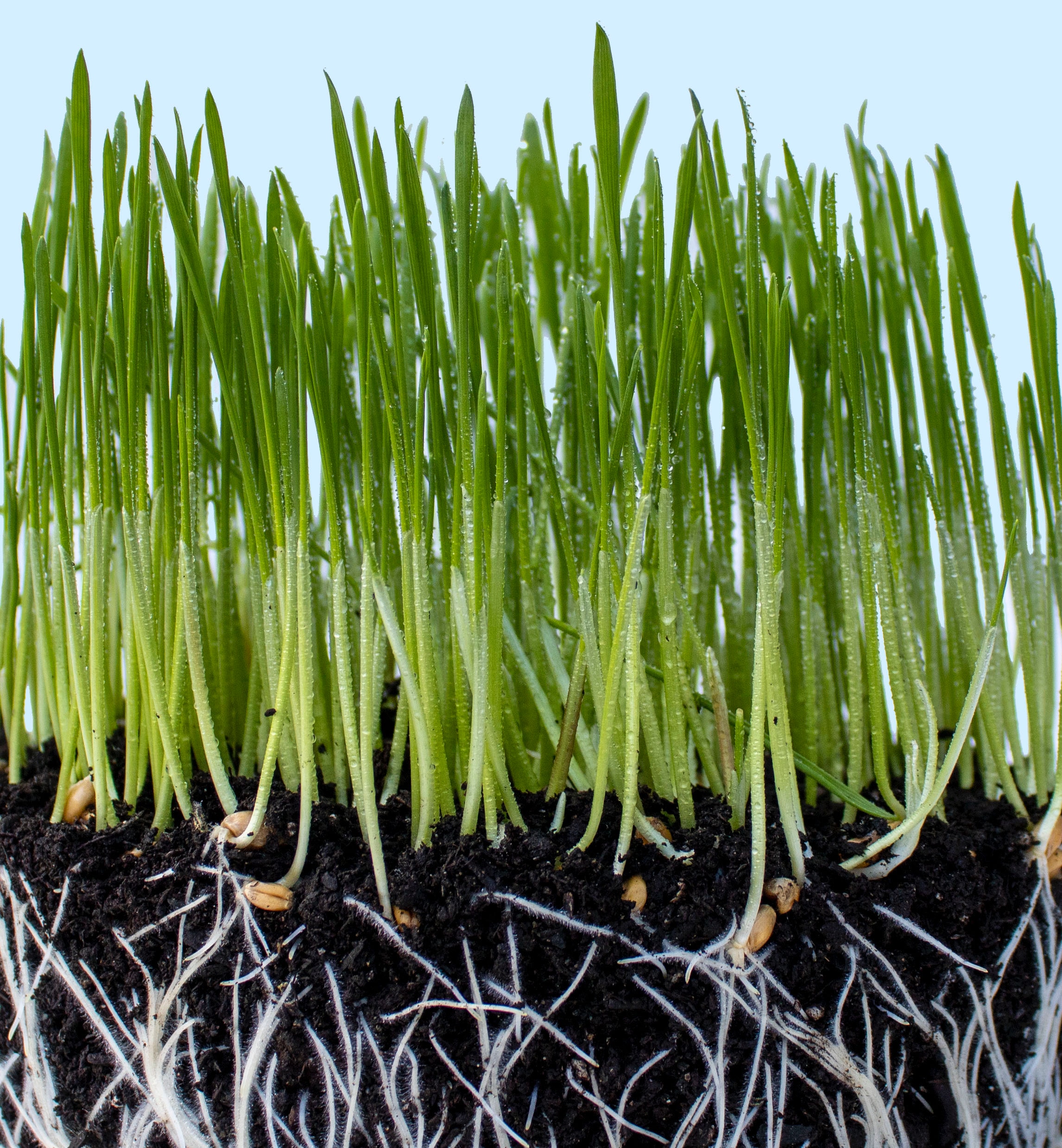 Roots grass